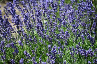 Çiftlikteki Lavanta Çiçekleri