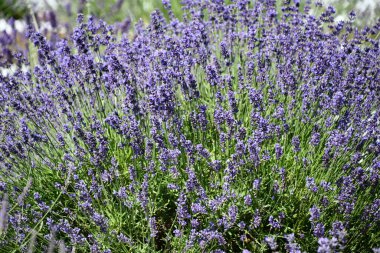 Çiftlikteki Lavanta Çiçekleri