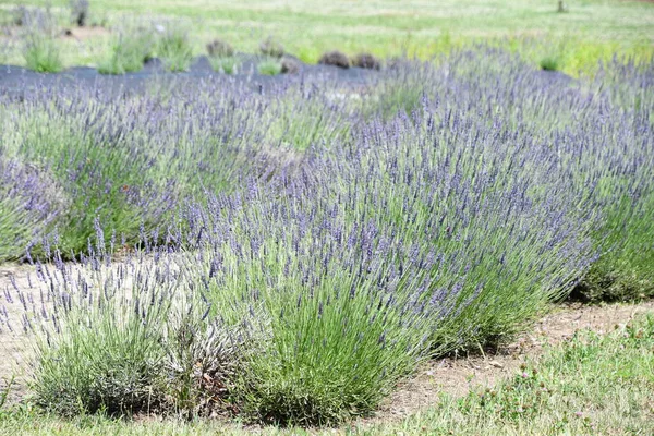 Lavanda Flores Flor Uma Fazenda — Fotografia de Stock