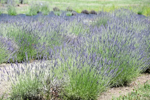 Flores Lavanda Flor Una Granja —  Fotos de Stock