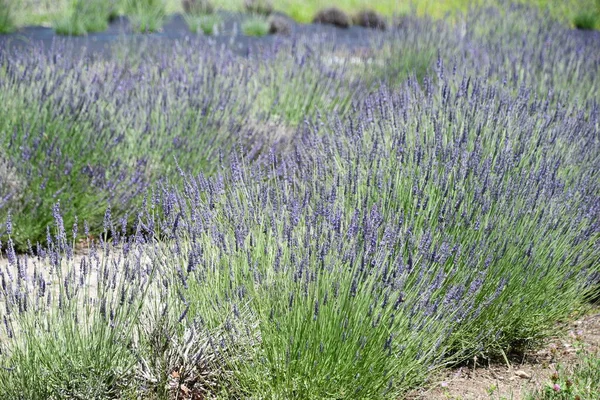 Lavender Flowers Bloom Farm — Stock Photo, Image