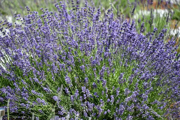 Flores Lavanda Flor Una Granja — Foto de Stock