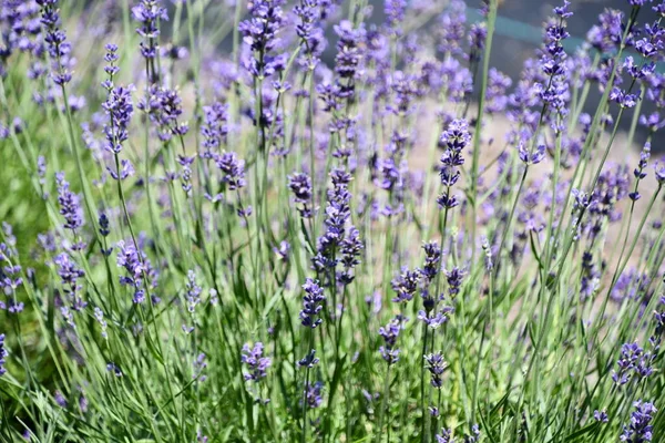 Lavanda Flores Flor Uma Fazenda — Fotografia de Stock