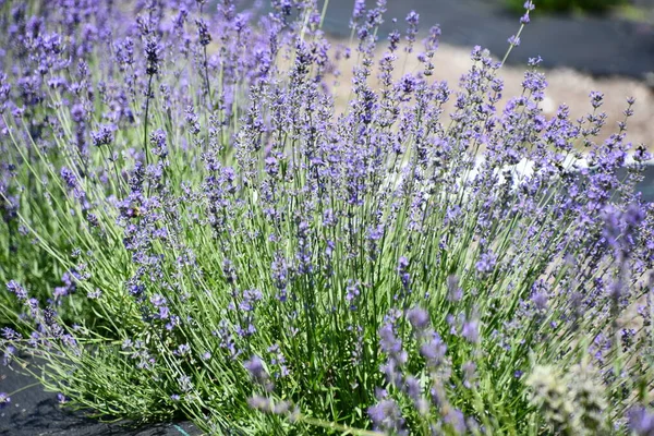 Flores Lavanda Flor Una Granja —  Fotos de Stock