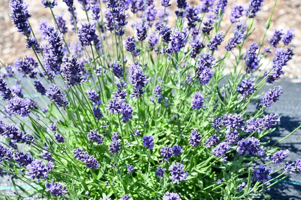 Flores Lavanda Flor Una Granja —  Fotos de Stock