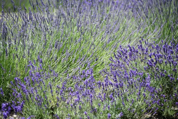 Flores Lavanda Flor Una Granja —  Fotos de Stock