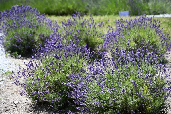 Flores Lavanda Flor Una Granja —  Fotos de Stock