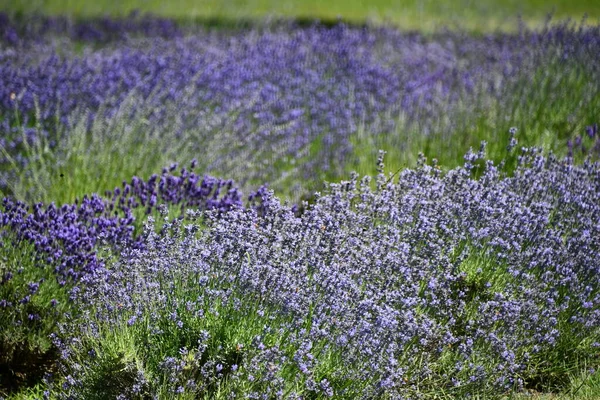 Lavanda Flores Flor Uma Fazenda — Fotografia de Stock