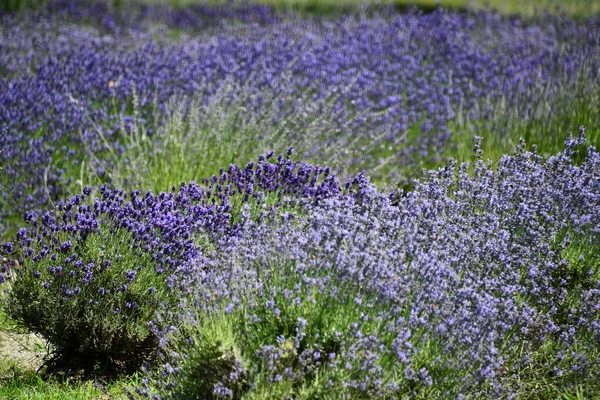 Lavendel Bloemen Bloom Een Boerderij — Stockfoto