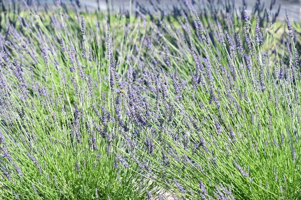 Lavendel Bloemen Bloom Een Boerderij — Stockfoto