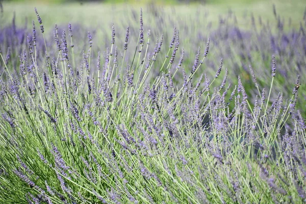 Lavanda Flores Flor Uma Fazenda — Fotografia de Stock