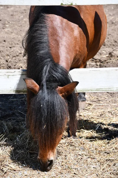 Ein Pferd Auf Einem Bauernhof Den Usa — Stockfoto