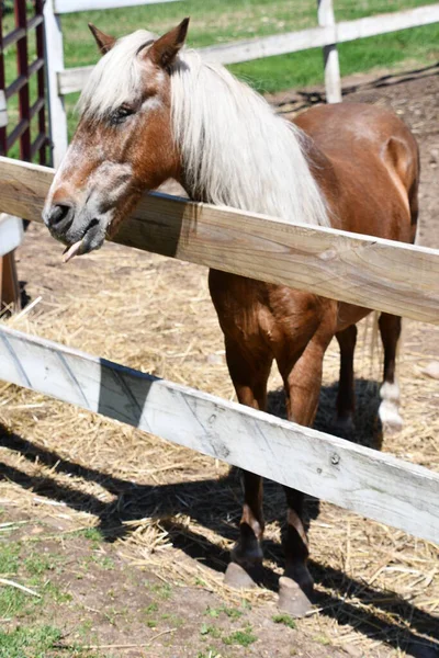 アメリカの農場での馬 — ストック写真