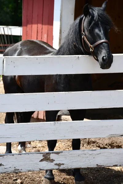 美国农场上的一匹马 — 图库照片