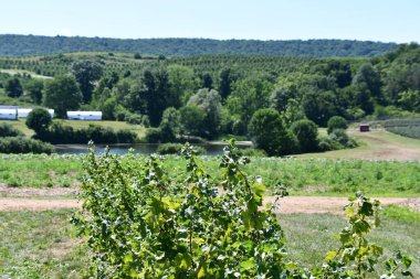 MIDDLEFIELD CT - 19 Ağustos 2019 'da Middlefield, Connecticut' ta görülen Lyman Bahçeleri.