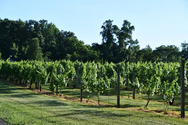 Wallingford Jul Paradise Hills Vineyards Wallingford Connecticut Seen Jul 2020 — 图库照片