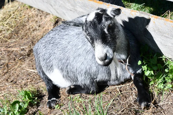 Une Chèvre Dans Une Ferme — Photo