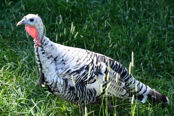 Turkey Farm — Stock Photo, Image