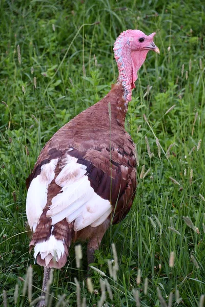 Une Turquie Dans Une Ferme — Photo