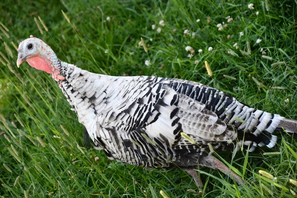 Uma Turquia Uma Fazenda — Fotografia de Stock