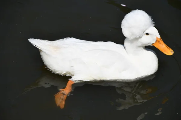 Pato Branco Crested Água — Fotografia de Stock