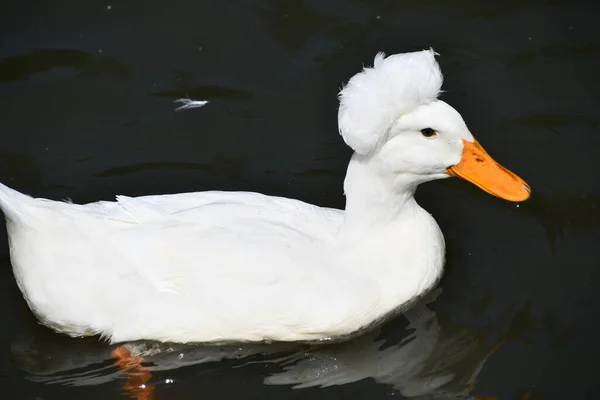 Crested White Duck Water — Stock Photo, Image