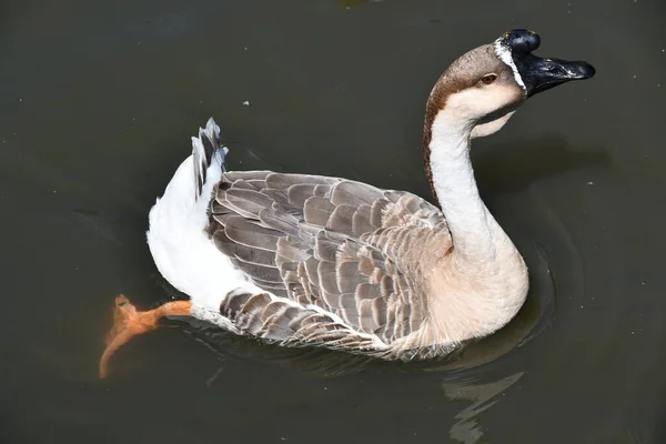 Canard Sur Une Ferme — Photo