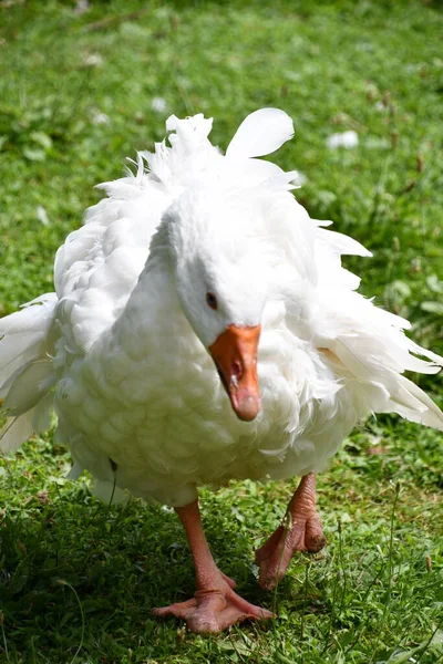 Eine Ente Auf Einem Bauernhof — Stockfoto