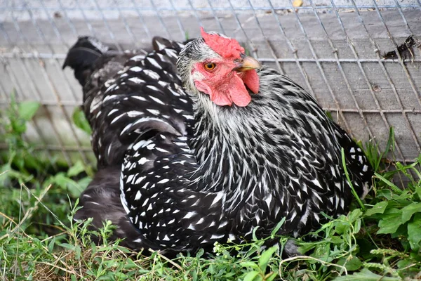 Çiftlikteki Bir Tavuk — Stok fotoğraf