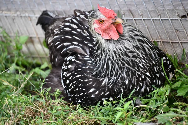 Çiftlikteki Bir Tavuk — Stok fotoğraf
