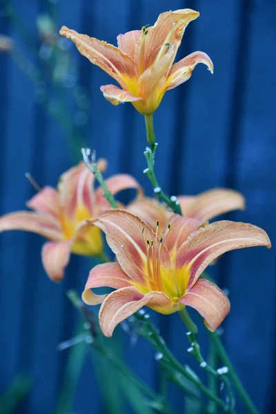 Flores Coloridas Jardín — Foto de Stock