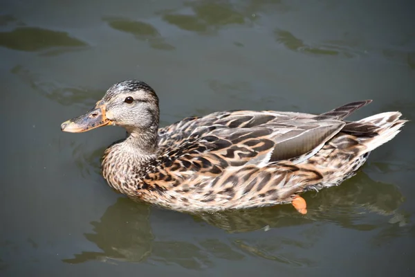Tal Winged Duck Water — стоковое фото