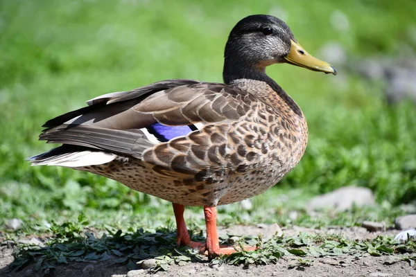 Tal Winged Duck Water — стоковое фото