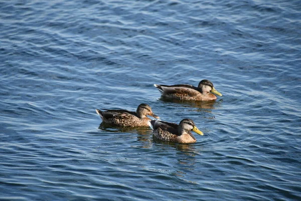 Rebanho Patos Lago — Fotografia de Stock