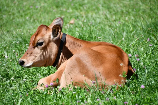 Cow Farm — Stock Photo, Image