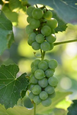 Üzüm bağında şarap üzümü