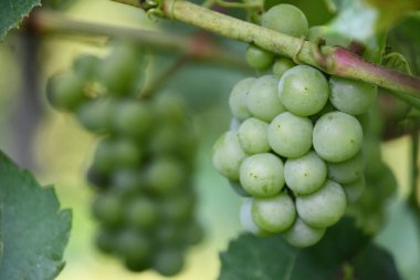 Üzüm bağında şarap üzümü