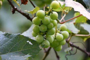 Üzüm bağında şarap üzümü