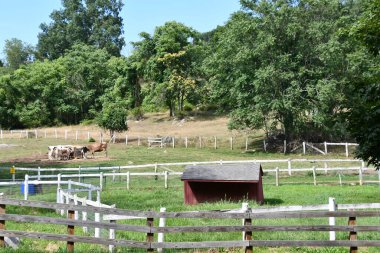 Katonah, New York 'taki Muscoot Farm Park, 15 Ağustos 2019' da görüldüğü gibi..