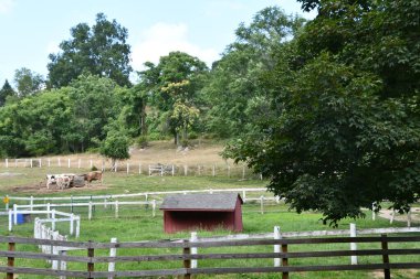 Katonah, New York 'taki Muscoot Farm Park, 15 Ağustos 2019' da görüldüğü gibi..