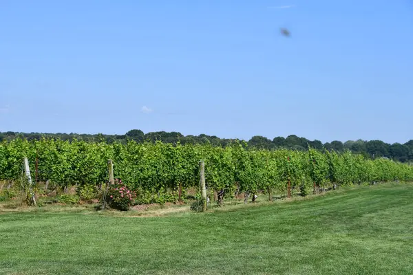 Stonington Aug Saltwater Farm Vineyard Stonington Connecticut Sett Den Augusti — Stockfoto