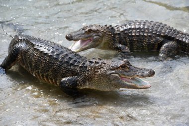 Sudaki Tehlikeli Timsah