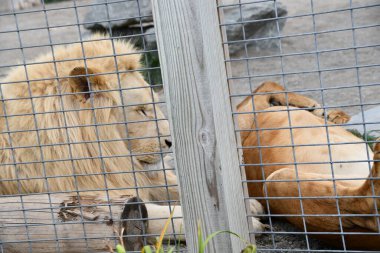 Lion in a Cage 'i kapatın.