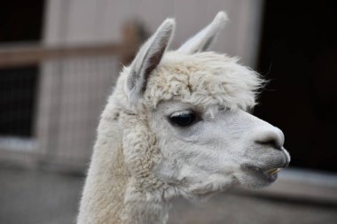 Çiftlikteki bir lama