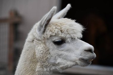 Çiftlikteki bir lama