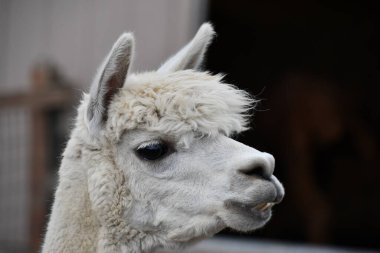 Çiftlikteki bir lama