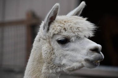 Çiftlikteki bir lama