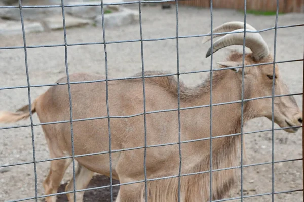 Barbary Sheep Resting — Stock Photo, Image