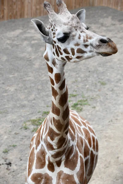 Una Giraffa Uno Zoo — Foto Stock