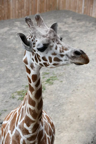 Una Jirafa Zoológico — Foto de Stock